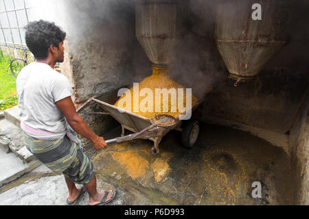 Il riso lavorato viene portato fuori a Ishwardi Upazila, Pabna del distretto di Rajshahi Divisione, Bangladesh. Foto Stock