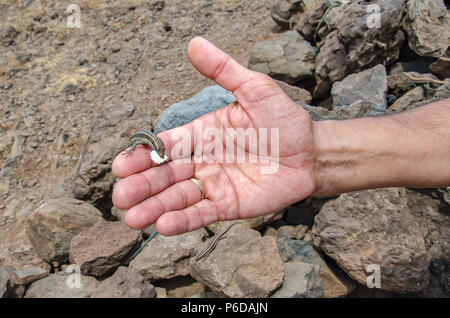 Lucertola amichevole con un pezzo di pane nella sua bocca è seduto sulla mano d'uomo. Rocce non focalizzato con pochi lucertole in background. L'interazione amichevole con w Foto Stock