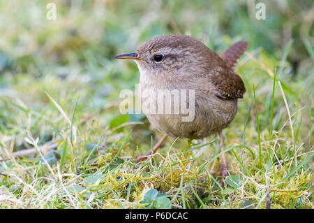 Wren (Troglodytes troglodytes) alla ricerca di un cigno contenitore per alimenti. Piccolo uccello losca con lungo becco sottile e piccolo armato di coda. Striscia di pallido sopra l'occhio. Foto Stock