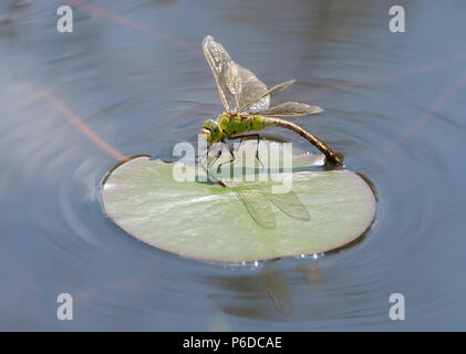 Femmina a forma di libellula imperatore, Anax imperator, su un giglio di acqua foglia recante le uova in acqua di un laghetto in giardino, Renania, Ovest della Germania Foto Stock