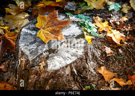 Il moncone di un vecchio albero, coperto con caduto foglie di autunno e Moss. Foto Stock