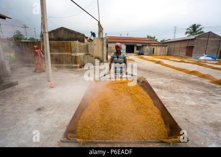 Il riso lavorato viene portato fuori a Ishwardi Upazila, Pabna del distretto di Rajshahi Divisione, Bangladesh. Foto Stock