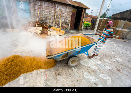 Il riso lavorato viene portato fuori a Ishwardi Upazila, Pabna del distretto di Rajshahi Divisione, Bangladesh. Foto Stock