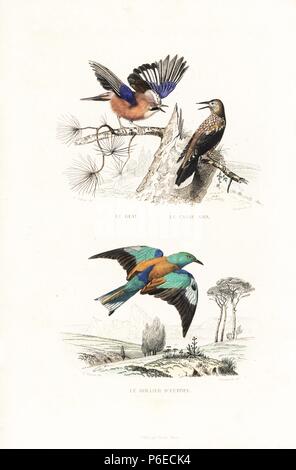 Eurasian jay Garrulus glandarius, pezzata schiaccianoci, Nucifraga caryocatactes, e rullo europea, Coracias garrulus. Handcolored incisione su acciaio mediante Annedouche dopo un disegno di Edouard Travies da Richard 'Nuova edizione delle opere complete di Comte de Buffon,' Pourrat Freres, Parigi, 1837. Foto Stock