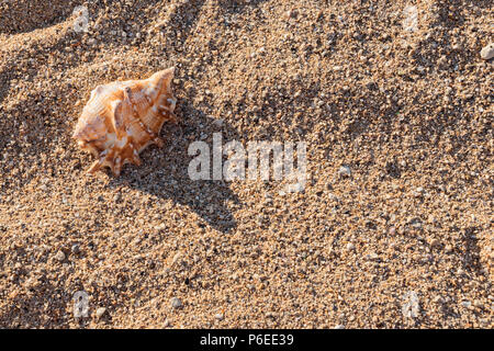 Vista superiore della piccola spotted seashell distesi sulla sabbia sulla spiaggia. Carattere minimo sandy mock up concetto con spazio di copia Foto Stock