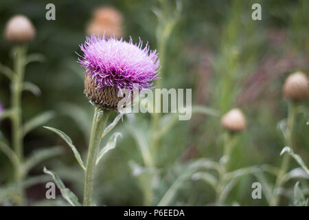 Una bella rosa viola thistle fioritura contro uno sfondo di thistle gemme Foto Stock