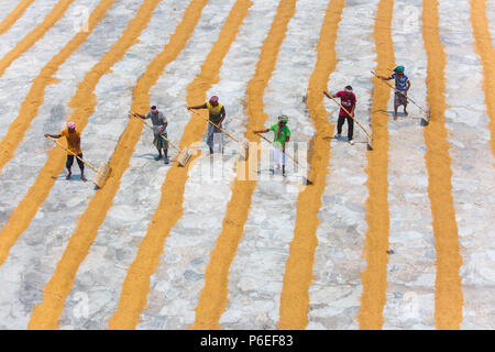 Riso tradizionale mulino lavoratore capovolgere paddy per essiccare al sole in Ishwardi Upazila, Pabna del distretto di Rajshahi Divisione, Bangladesh. Foto Stock