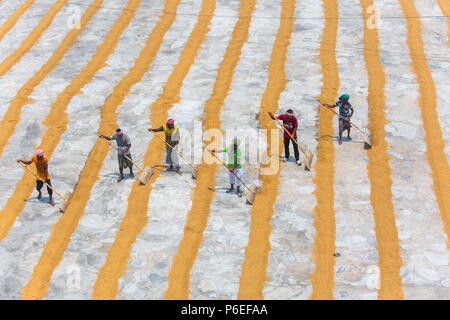 Riso tradizionale mulino lavoratore capovolgere paddy per essiccare al sole in Ishwardi Upazila, Pabna del distretto di Rajshahi Divisione, Bangladesh. Foto Stock