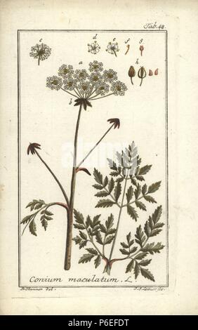 Poison hemlock, Conium maculatum. Handcolored incisione su rame di J.S. Leitner a partire da un disegno di B. Thanner da Johannes Zorn "Icones plantarum medicinalium", Germania, 1796. Zorn (1739-99) è stato un farmacista tedesco e botanico che ha viaggiato in tutta Europa alla ricerca di piante medicinali. Foto Stock