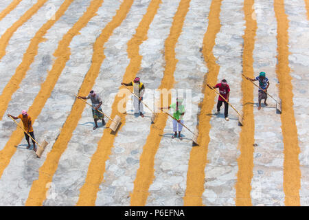 Riso tradizionale mulino lavoratore capovolgere paddy per essiccare al sole in Ishwardi Upazila, Pabna del distretto di Rajshahi Divisione, Bangladesh. Foto Stock