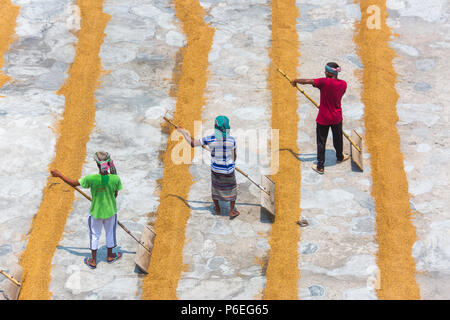 Riso tradizionale mulino lavoratore capovolgere paddy per essiccare al sole in Ishwardi Upazila, Pabna del distretto di Rajshahi Divisione, Bangladesh. Foto Stock