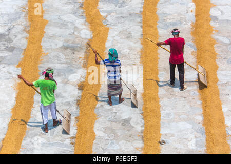 Riso tradizionale mulino lavoratore capovolgere paddy per essiccare al sole in Ishwardi Upazila, Pabna del distretto di Rajshahi Divisione, Bangladesh. Foto Stock