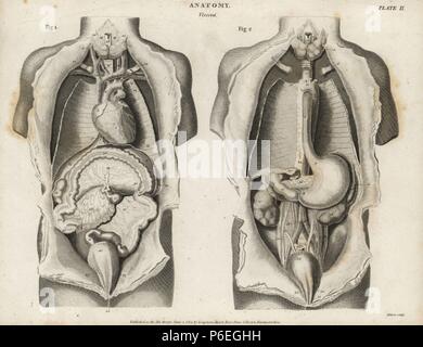 Anatomia umana di organi interni dalla parte anteriore che mostra il cuore, lo stomaco e intestino, dei reni e della vescica. Incisione su rame di Milton da Abramo Rees' dell'enciclopedia o dizionario universale delle arti, scienze e letteratura, Longman, Hurst, Rees, Orme e marrone, Londra, 1820. Foto Stock