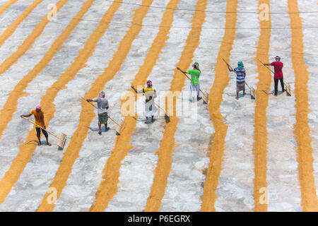 Riso tradizionale mulino lavoratore capovolgere paddy per essiccare al sole in Ishwardi Upazila, Pabna del distretto di Rajshahi Divisione, Bangladesh. Foto Stock