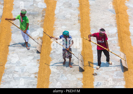 Riso tradizionale mulino lavoratore capovolgere paddy per essiccare al sole in Ishwardi Upazila, Pabna del distretto di Rajshahi Divisione, Bangladesh. Foto Stock