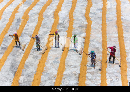 Riso tradizionale mulino lavoratore capovolgere paddy per essiccare al sole in Ishwardi Upazila, Pabna del distretto di Rajshahi Divisione, Bangladesh. Foto Stock