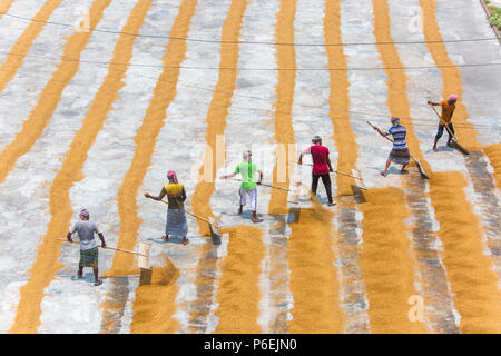 Riso tradizionale mulino lavoratore capovolgere paddy per essiccare al sole in Ishwardi Upazila, Pabna del distretto di Rajshahi Divisione, Bangladesh. Foto Stock