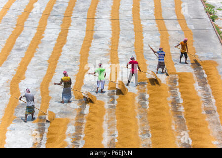 Riso tradizionale mulino lavoratore capovolgere paddy per essiccare al sole in Ishwardi Upazila, Pabna del distretto di Rajshahi Divisione, Bangladesh. Foto Stock