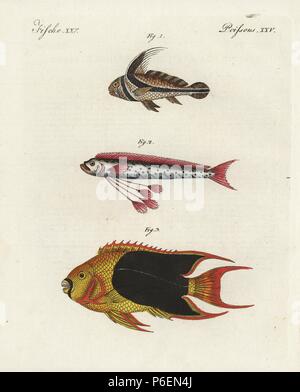 Jack-knifefish, Equetus lanceolatus 1, oarfish, Regalecus glesne 2, e rock bellezza angelfish, Holacanthus tricolore 3. Handcolored incisione su rame da Bertuch 'Bilderbuch fur Kinder' (Picture Book per bambini), Weimar, 1798. Friedrich Johann Bertuch (1747-1822) era un editore tedesco e l uomo delle arti più famoso per il suo 12-volume enciclopedia per bambini illustrato con 1.200 lastre incise sulla storia naturale, della scienza, costume, mitologia, ecc, pubblicato da 1790-1830. Foto Stock