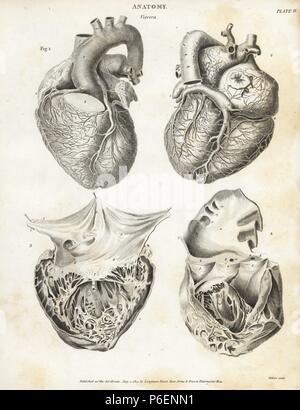 Anatomia del cuore umano. Incisione su rame di Milton da Abramo Rees' dell'enciclopedia o dizionario universale delle arti, scienze e letteratura, Longman, Hurst, Rees, Orme e marrone, Londra, 1820. Foto Stock