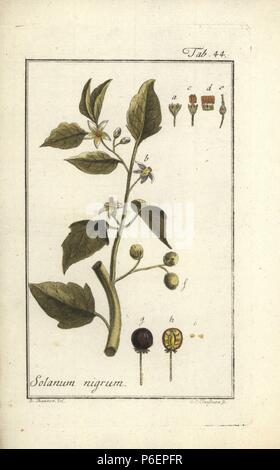 Erba Morella, Solanum nigrum. Handcolored incisione su rame da J.C. Claessner da un disegno da B. Thanner da Johannes Zorn "Icones plantarum medicinalium", Germania, 1796. Zorn (1739-99) è stato un farmacista tedesco e botanico che ha viaggiato in tutta Europa alla ricerca di piante medicinali. Foto Stock