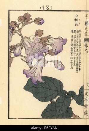 Kiri o imperatrice tree, Paulownia tomentosa, originaria della Cina. Handcolored woodblock print da Kono Bairei da Senshu no hana (mille varietà di fiori), Bunkyudo, Kyoto, 1900. Foto Stock