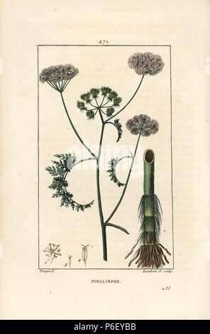 Dropwort acqua o acqua hemlock, Oenanthe aquatica (Phellandrium aquaticum), con fiori, foglie, fusto e radici. Imbianchini Handcolored incisione su rame da Lambert Junior da un disegno di Pierre Jean-Francois Turpin da Chaumeton, Poiret e Chamberet 'La Flore Médicale", Parigi, Panckoucke, 1830. Turpin (17751840) era uno dei tre giganti del botanico francese arte dell'era a fianco di Pierre Joseph Redoute e Pancrace Bessa. Foto Stock