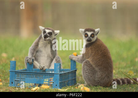 Funny lemuri alimentare sui frutti Foto Stock