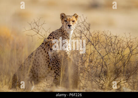 Cheetah Mom e Cub Foto Stock