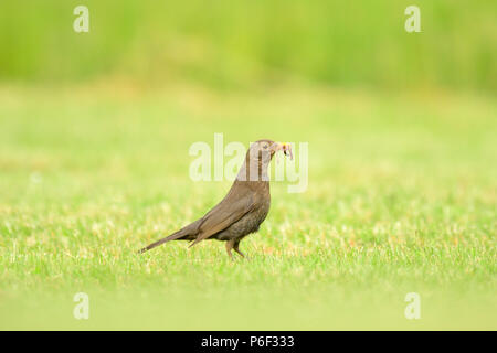 Black Bird avanzamento sul worm Foto Stock