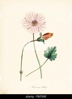 Di latifoglie, monsonia Monsonia lobata. Preso da una illustrazione in William Curtis' 'Botanical Magazine.' Handcolored zincograph da C. Chabot disegnato da Miss M. A. Burnett dal suo "Plantae Utiliores: o illustrazioni di piante utili,' Whittaker, Londra, 1842. Miss Burnett ha richiamato le illustrazioni botaniche, ma il testo è stato principalmente dal suo defunto fratello, botanico britannico Gilbert Thomas Burnett (1800-1835). Foto Stock