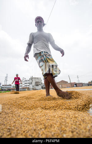 Riso tradizionale mulino lavoratore capovolgere paddy per essiccare al sole in Ishwardi Upazila, Pabna del distretto di Rajshahi Divisione, Bangladesh. Foto Stock