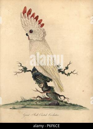 Salmone-crestato o cacatua delle Molucche, Cacatua moluccensis. (Grande rosso-crested cockatoo) vulnerabili. Handcolored incisione su rame di una illustrazione di William Hayes dai ritratti di rari e curiosi uccelli dal Menagery di Osterly Park, Londra, Bulmer, 1794. Foto Stock