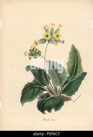 Cowslip comune, Primula veris. Zincograph Handcolored da C. Chabot disegnato da Miss M. A. Burnett dal suo "Plantae Utiliores: o illustrazioni di piante utili,' Whittaker, Londra, 1842. Miss Burnett ha richiamato le illustrazioni botaniche, ma il testo è stato principalmente dal suo defunto fratello, botanico britannico Gilbert Thomas Burnett (1800-1835). Foto Stock