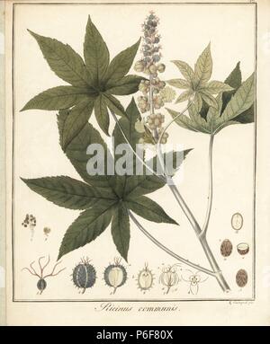 Olio di ricino pianta, Ricinus communis. Handcolored incisione su rame di F. Guimpel dal Dr. Friedrich Gottlob Hayne Medical botanica, Berlino, 1822. Hayne (1763-1832) era un botanico tedesco, farmacista e Professore di botanica farmaceutica presso l'Università di Berlino. Foto Stock