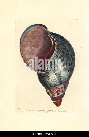 Giant terra africana, lumaca Achatina fulica (bulla Agata shell, Bulla achatina). Illustrazione disegnata e incisa da Richard Polydore Nodder. Handcolored incisione su rame da George Shaw e Federico Nodder 'del naturalista Miscellanea", Londra, 1800. Foto Stock