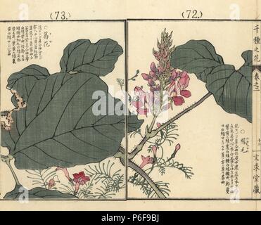 Kuzu o kudzu fiore e foglia, Pueraria lobata, e rukousou o vite di cipressi, Ipomoea quamoclit fiori. Handcolored woodblock print da Kono Bairei da Senshu no hana (mille varietà di fiori), Bunkyudo, Kyoto, 1900. Foto Stock