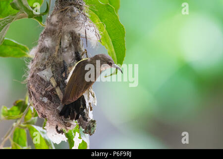 Un sunbird in un nido Foto Stock