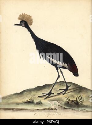 Nero Crowned Crane, Balearica pavonina. (Ardea pavonina). Vulnerabili. Handcolored incisione su rame di una illustrazione di William Hayes e il suo bambino C dai ritratti di rari e curiosi uccelli dal Menagery di Osterly Park, Londra, Bulmer, 1794. Foto Stock