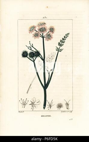 Fine-lasciava in acqua dropwort, Oenanthe aquatica. Imbianchini Handcolored incisione su rame da Lambert Junior da un disegno di Pierre Jean-Francois Turpin da Chaumeton, Poiret e Chamberet 'La Flore Médicale", Parigi, Panckoucke, 1830. Turpin (17751840) era uno dei tre giganti del botanico francese arte dell'era a fianco di Pierre Joseph Redoute e Pancrace Bessa. Foto Stock