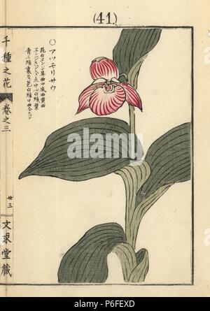 Atsumorisou o a fiore grande pianella della Madonna orchid, Cypripedium macranthos var. speciosum. Handcolored woodblock print da Kono Bairei da Senshu no hana (mille varietà di fiori), Bunkyudo, Kyoto, 1889. Foto Stock