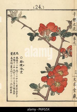 Boke o alla fioritura di mela cotogna, Chaenomeles speciosa. Handcolored woodblock print da Kono Bairei da Senshu no hana (mille varietà di fiori), Bunkyudo, Kyoto, 1900. Foto Stock