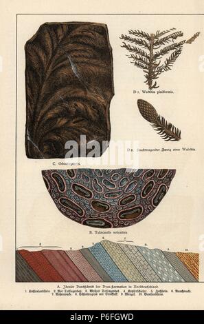 I fossili di felci dal Permiano: Tubicaulis solenites, Odontopteris, Walchia piriformis e fruitbearing ramo di un Walchia. Chromolithograph dal dottor P. Rolle 'Geologia e Paleontologia' Sezione in Gotthilf Heinrich von Schubert 'Naturgeschichte,' Schreiber, Monaco, 1886. Foto Stock