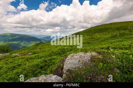 Erbe selvatiche tra le rocce in montagne estive. meraviglioso scenario della natura dei Carpazi Foto Stock