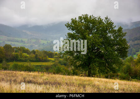 Quercia solitaria sulla collina clearing. bella nebbia autunnale Meteo montagna Foto Stock