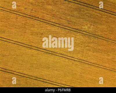 La fotografia aerea di un campo di grano in verde e colori dorati con lunghi parallel patterns Foto Stock