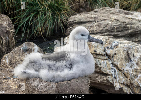 Nero-browed albatross pulcino, West Point Island, Isole Falkland Foto Stock