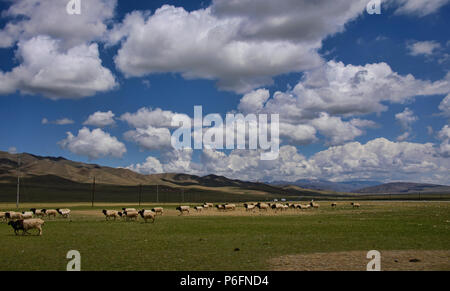 Pecore sul Bayanbulok praterie, Xinjiang, Cina Foto Stock