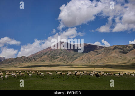 Pecore sul Bayanbulok praterie, Xinjiang, Cina Foto Stock