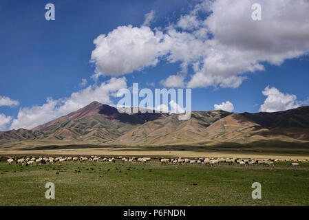 Pecore sul Bayanbulok praterie, Xinjiang, Cina Foto Stock